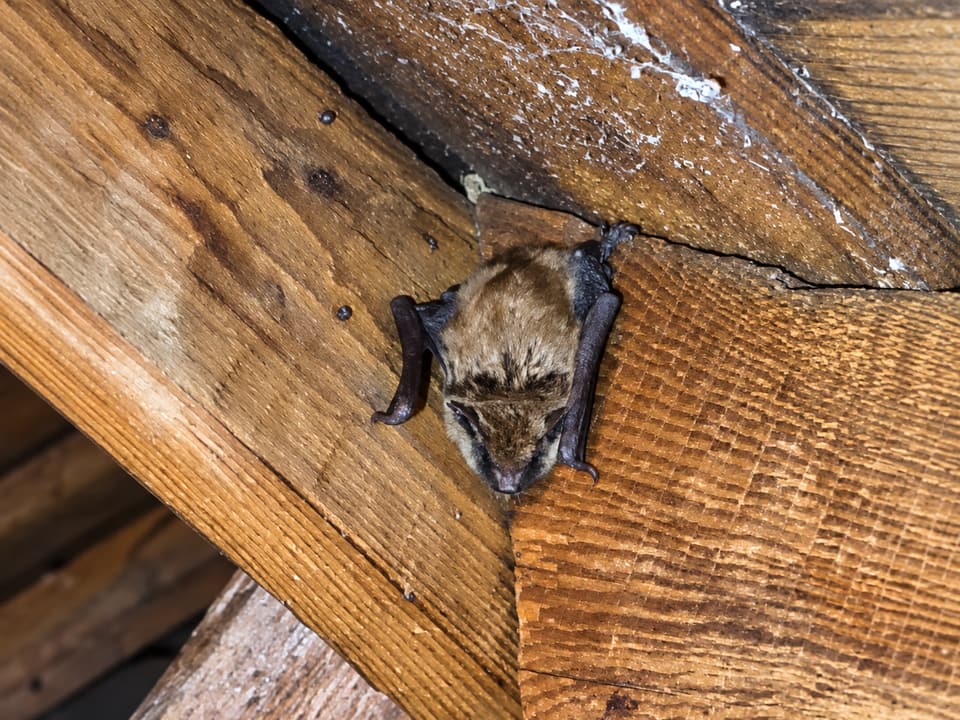 Bats in the Attic