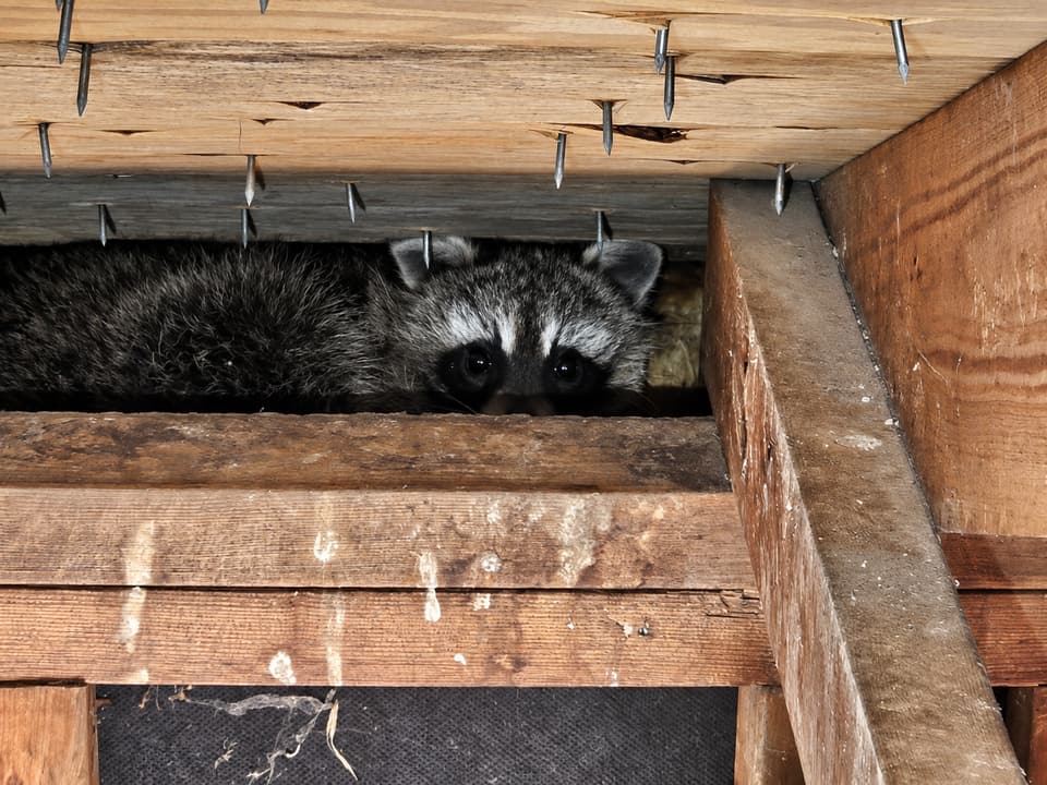 Raccoon Activity